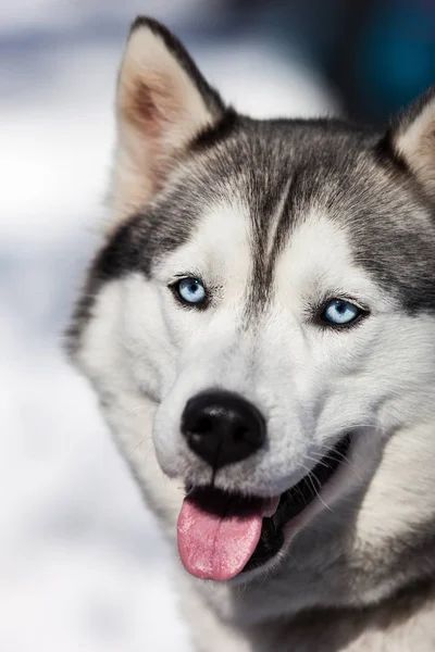 Açık yürüyen şirin Sibirya husky köpek — Stok fotoğraf