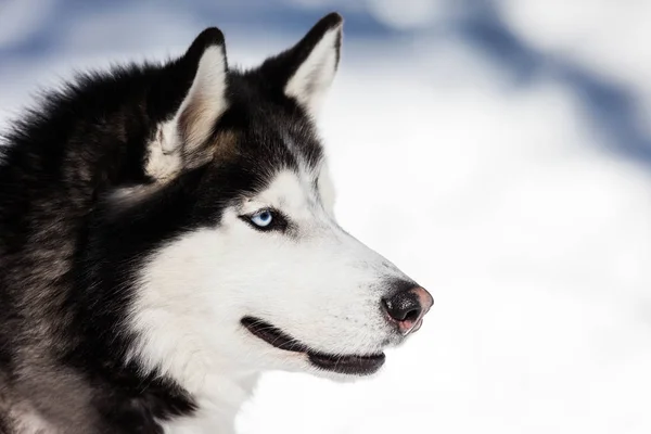 Lindo perro husky siberiano caminando al aire libre —  Fotos de Stock