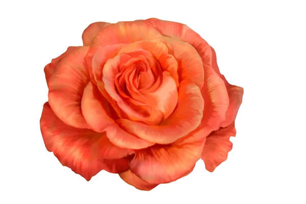 Rose fleur isolée sur fond blanc. Image En Vente