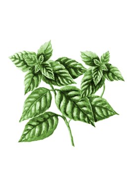 Yeşil basil beyaz izole.