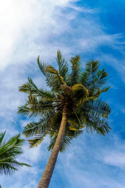Kokosnussblatt am blauen Himmel — Stockfoto