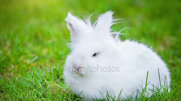 Video de conejo blanco al aire libre — Vídeo de stock