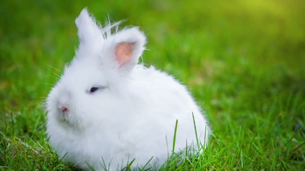 Video de conejo blanco al aire libre — Vídeo de stock