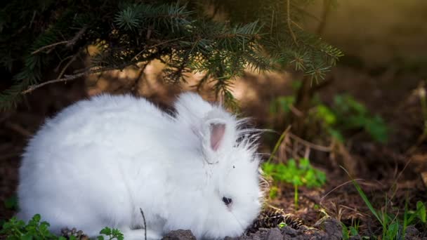 Video von weißen Kaninchen im Freien — Stockvideo