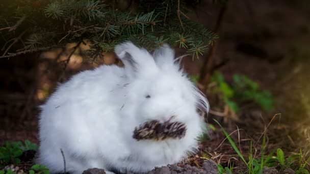 Video de conejo blanco al aire libre — Vídeo de stock