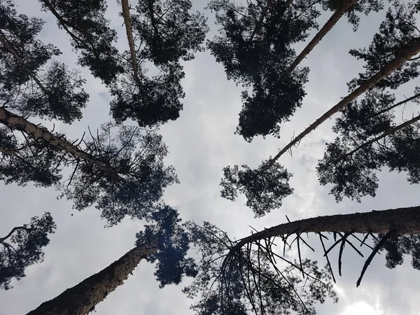 Vista inferior de árvores altas e velhas — Fotografia de Stock