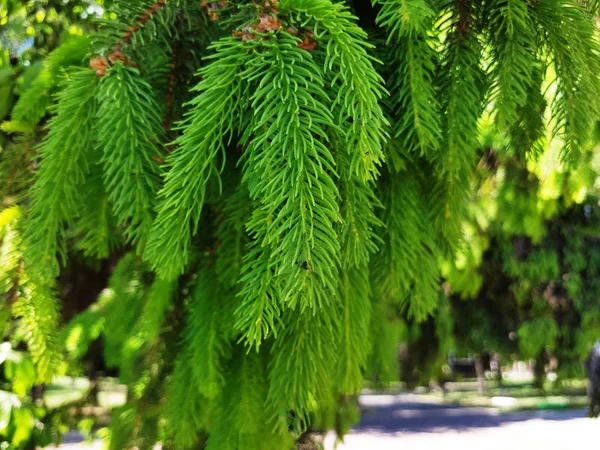 Ramos verdes de uma árvore de pele ou pinheiro — Fotografia de Stock