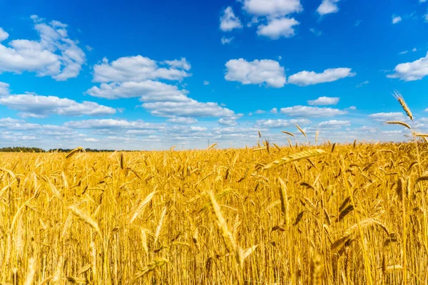 Altın buğday tarlası — Stok fotoğraf