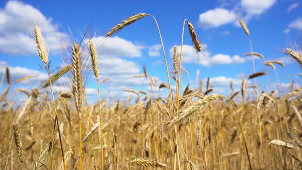 Campo de trigo dourado — Vídeo de Stock