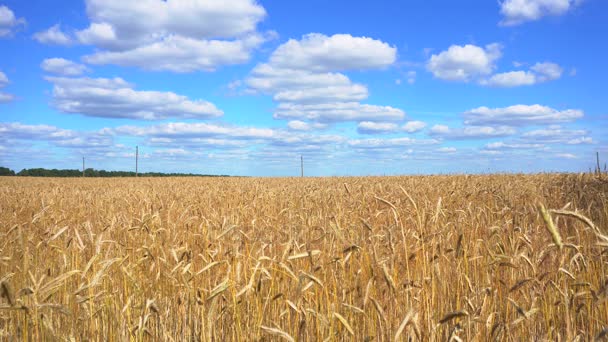 Золотий пшенична сфера — стокове відео