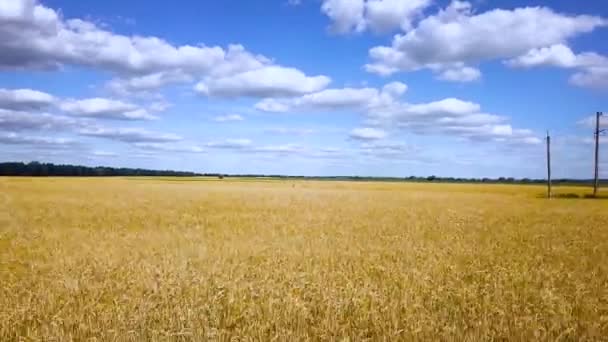 Sorvolando il campo di grano dorato video — Video Stock