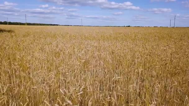 Voando sobre o campo de trigo dourado vídeo — Vídeo de Stock
