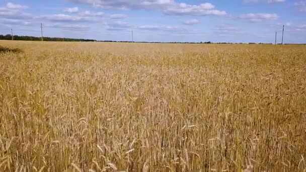 Sorvolando il campo di grano dorato video — Video Stock