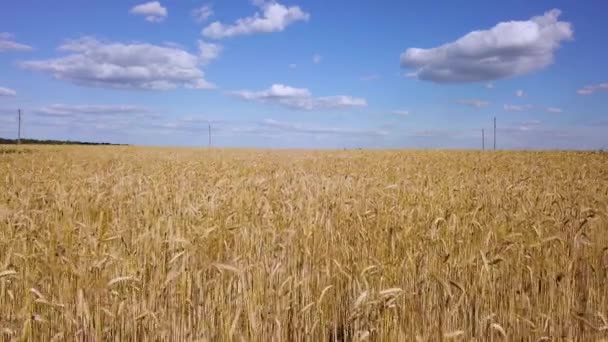 Vliegen over gouden tarwe veld video — Stockvideo
