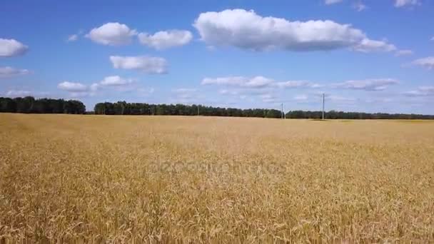 Пролетев над золотым пшеничным полем видео — стоковое видео
