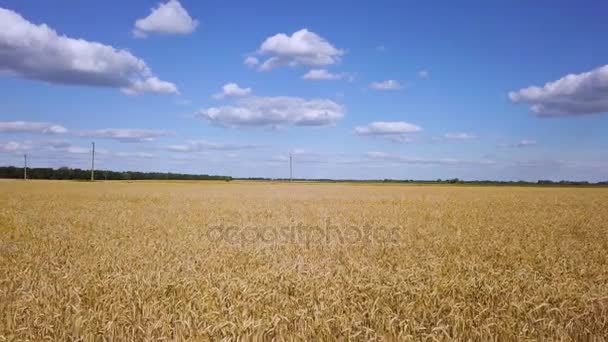 Altın buğday alan video üzerinde uçan — Stok video