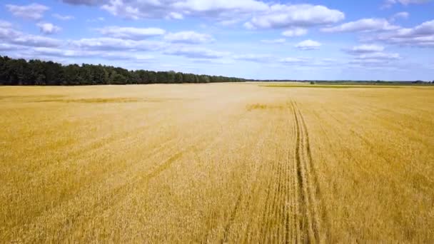 Létání nad zlaté pšeničné pole video — Stock video