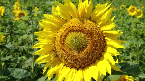 Campo de girasoles en flor video — Vídeos de Stock