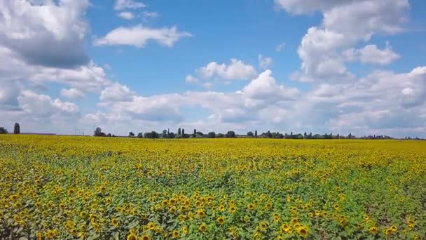 Drone campo de vídeo de girasoles en flor — Vídeo de stock