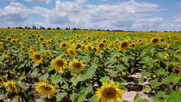 Безпілотне відео поле квітучих соняшників — стокове відео