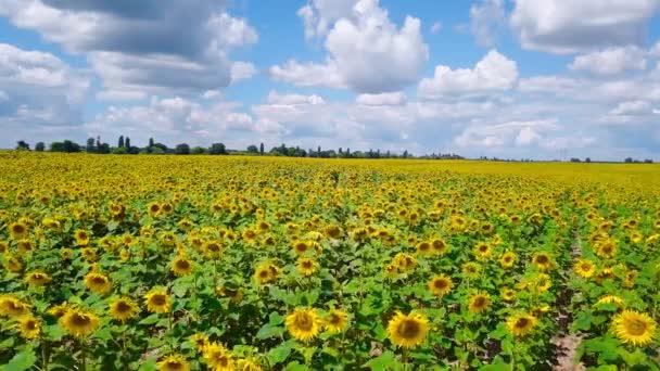 Drone campo de vídeo de girasoles en flor — Vídeo de stock