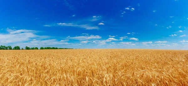 金色の麦畑 ロイヤリティフリーのストック画像