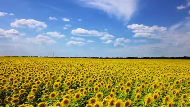 Drone wideo pola kwitnących słoneczników — Wideo stockowe