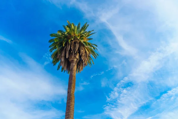 Palmeira de coco no céu azul — Fotografia de Stock