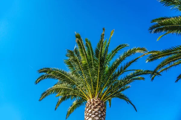 Palmeira de coco no céu azul — Fotografia de Stock