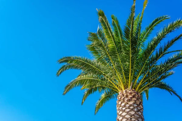 Palmeira de coco no céu azul — Fotografia de Stock