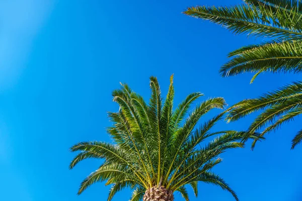 Palmeira de coco no céu azul — Fotografia de Stock