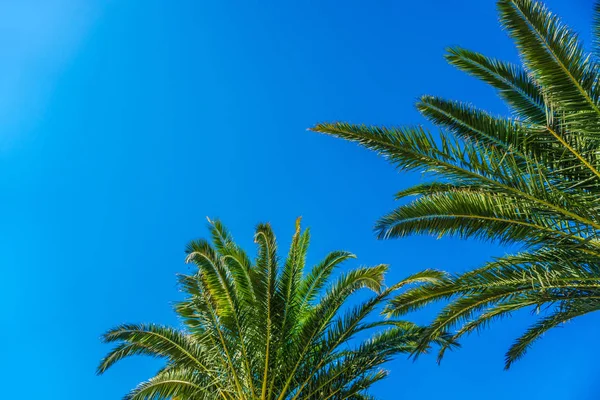 Palmeira de coco no céu azul — Fotografia de Stock