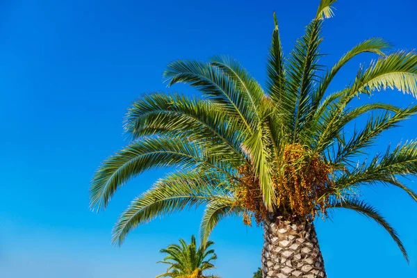 Palmeira de coco no céu azul — Fotografia de Stock