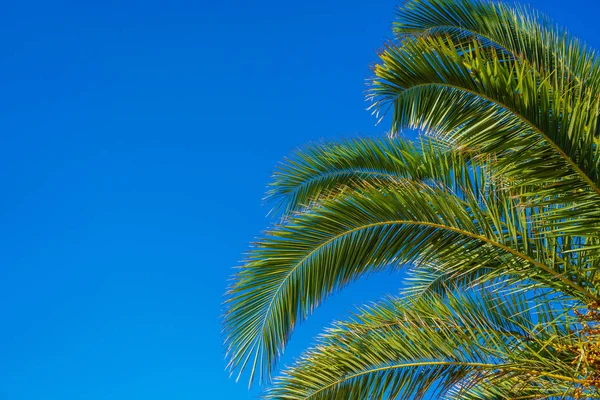 Palmeira de coco no céu azul — Fotografia de Stock