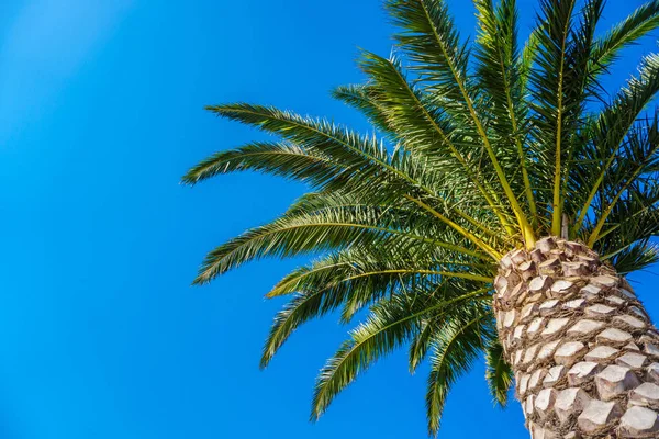Palmeira de coco no céu azul — Fotografia de Stock