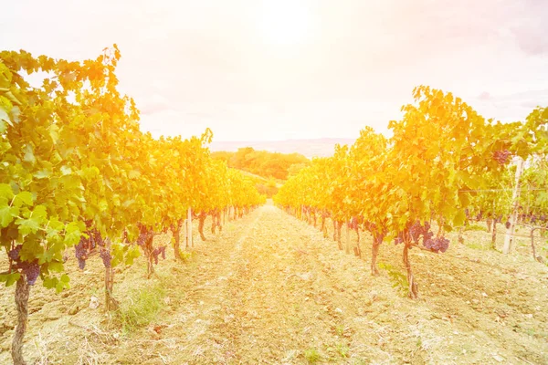 Zbioru winogron o zachodzie słońca - Tuscany — Zdjęcie stockowe