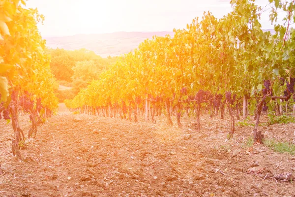 Vindima ao pôr-do-sol - Toscana — Fotografia de Stock