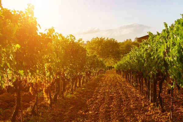 Weinberg bei Sonnenuntergang — Stockfoto