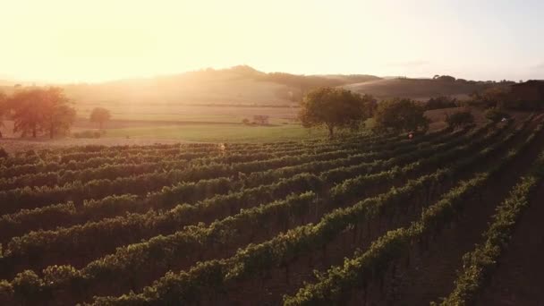 無人ビデオ - イタリアのブドウ畑の上を飛んで — ストック動画