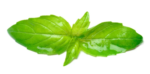 Studio shot of fresh green basil herb leaves on white background. Ruta de recorte —  Fotos de Stock