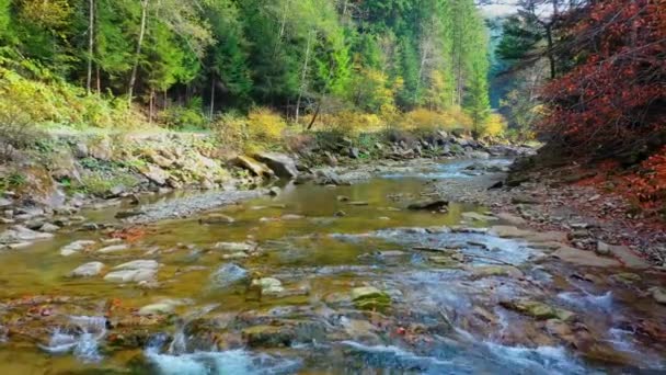 Hegyi folyó folyik sziklás partok között Kárpátok hegyek, Ukrajna — Stock videók