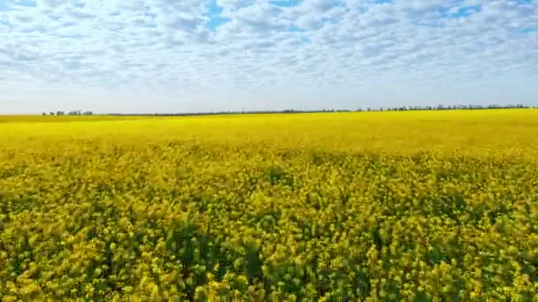 Imagens aéreas drone de campo de estupro amarelo contra o céu azul — Vídeo de Stock