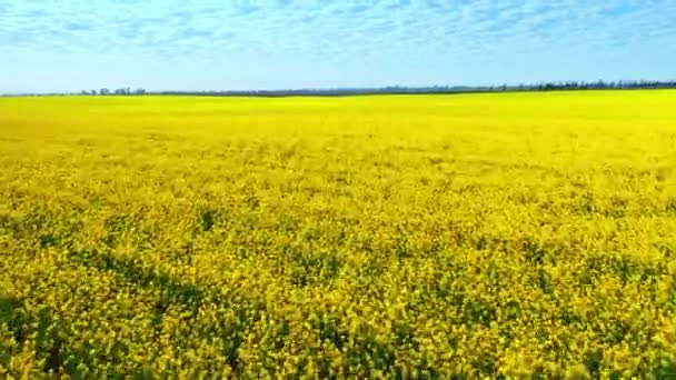 Aerial drone footage of field of yellow rape against the blue sky — Stock Video