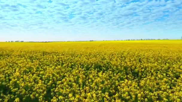 Aerial drone footage of field of yellow rape against the blue sky — Stock Video