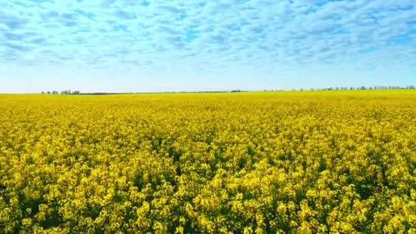Aerial drone footage of field of yellow rape against the blue sky — Stock Video