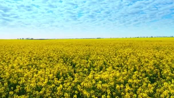 Riprese aeree drone di campo di stupro giallo contro il cielo blu — Video Stock