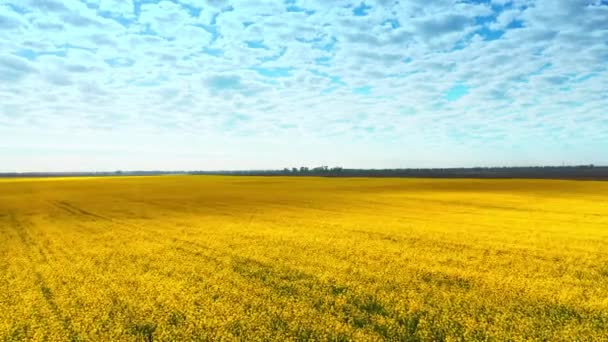 Imagens aéreas drone de campo de estupro amarelo contra o céu azul — Vídeo de Stock