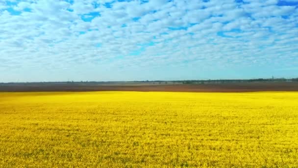 Flygdrönare bilder av fältet gul våldtäkt mot den blå himlen — Stockvideo