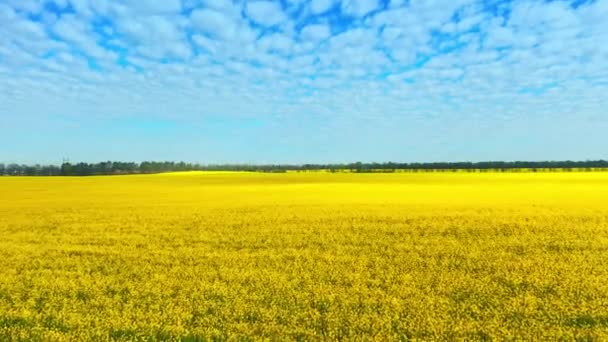 Flygdrönare bilder av fältet gul våldtäkt mot den blå himlen — Stockvideo