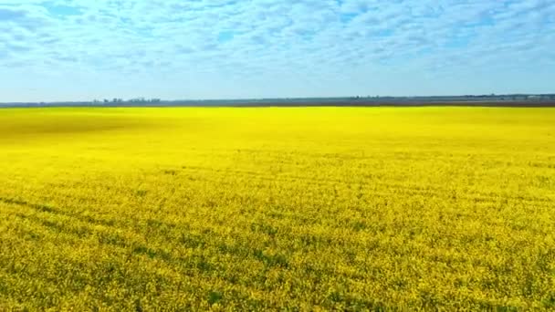 Aerial drone footage of field of yellow rape against the blue sky — Stock Video